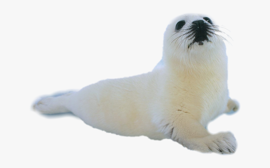 Freetoedit Scseal Seal - California Sea Lion, Transparent Clipart