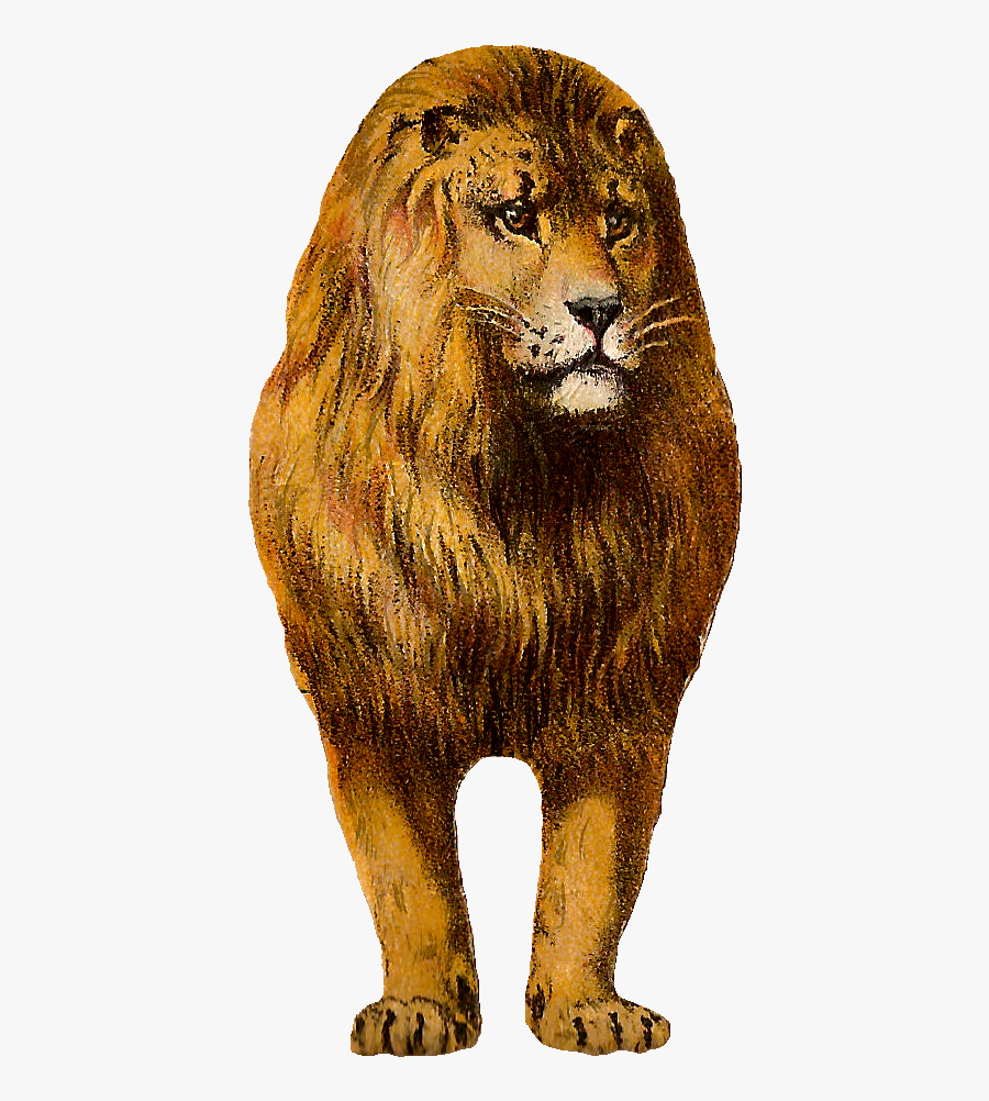 Free Digital Lion Clip Art Animal Graphic Front - Leon Africano Png, Transparent Clipart