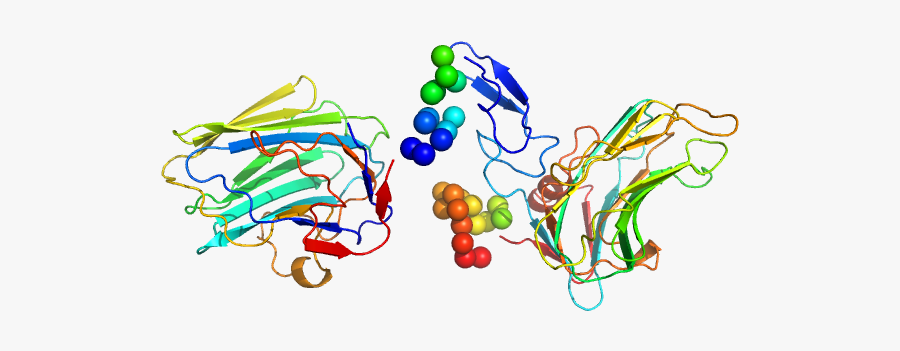 Neurexin 1a L5l6 With Ss6 Insert Coral Model"
				title="load - Illustration, Transparent Clipart