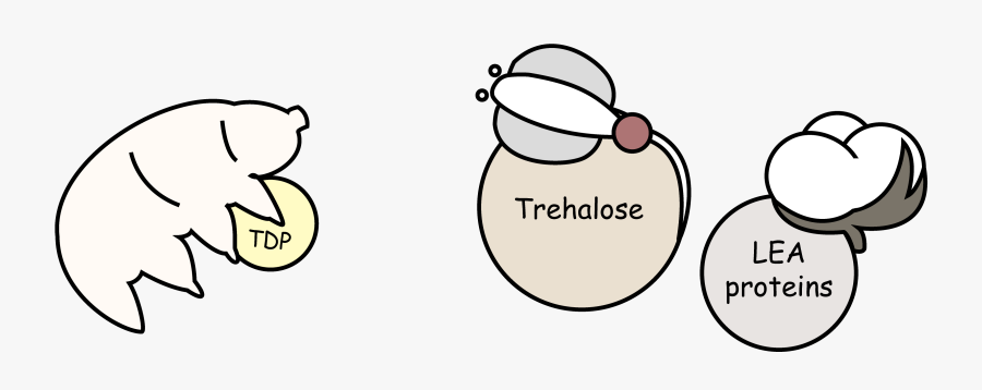 Mechanism Insert - Trehalose Tardigrade, Transparent Clipart