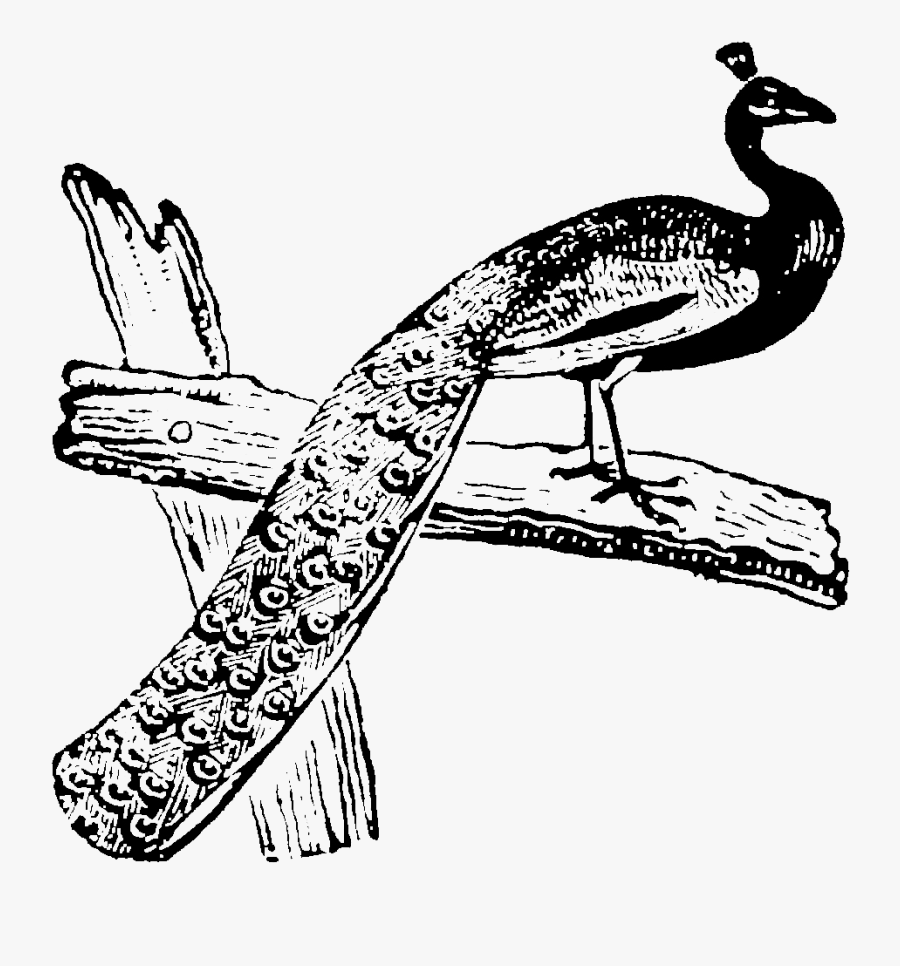 Vintage - Camera - Png - Illustration, Transparent Clipart