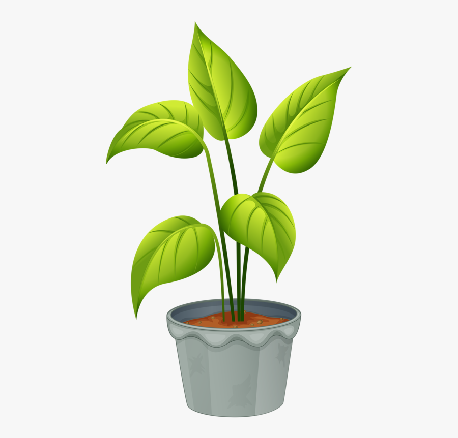 Featured image of post House Plant Clipart Transparent Plant clipart transparent vector graphics 642 results