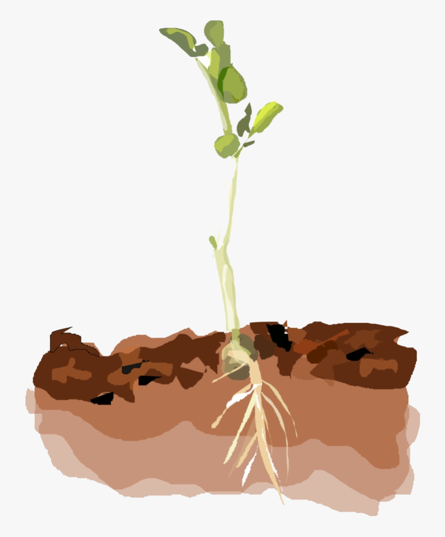 Soil Clipart Small Plant Sprouting Clip Art Transparent - Plants In Soil Clipart, Transparent Clipart