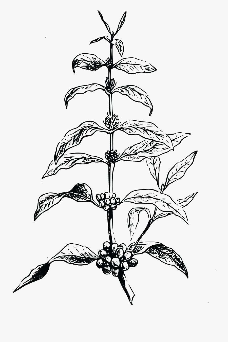 Free Clipart Coffea Plant Big Image Png - Coffee Tree Vector Png, Transparent Clipart