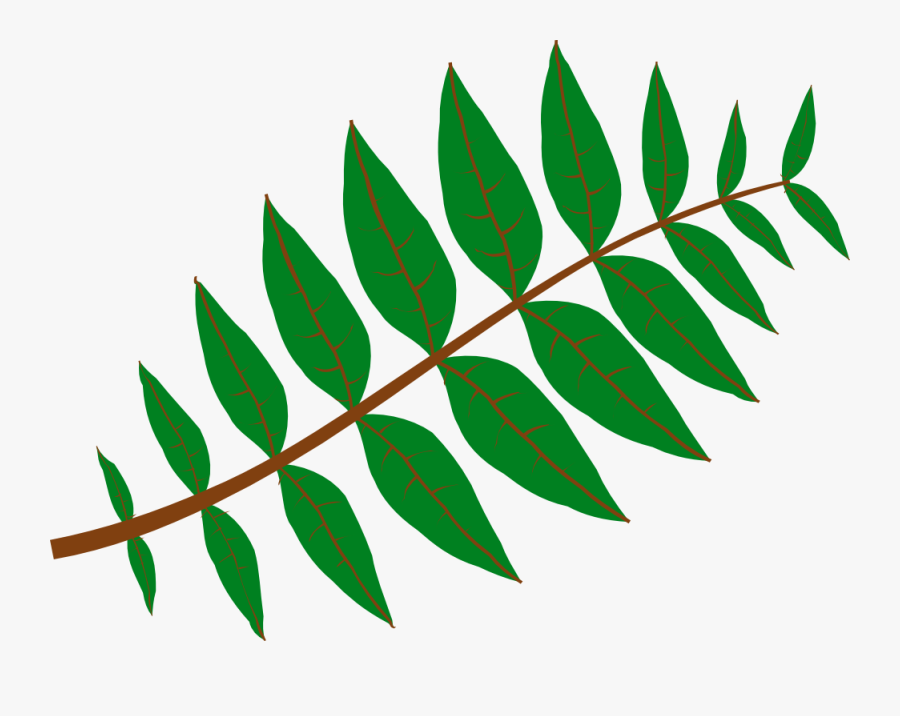 Leaves Clipart Plant - Leaves Clipart, Transparent Clipart