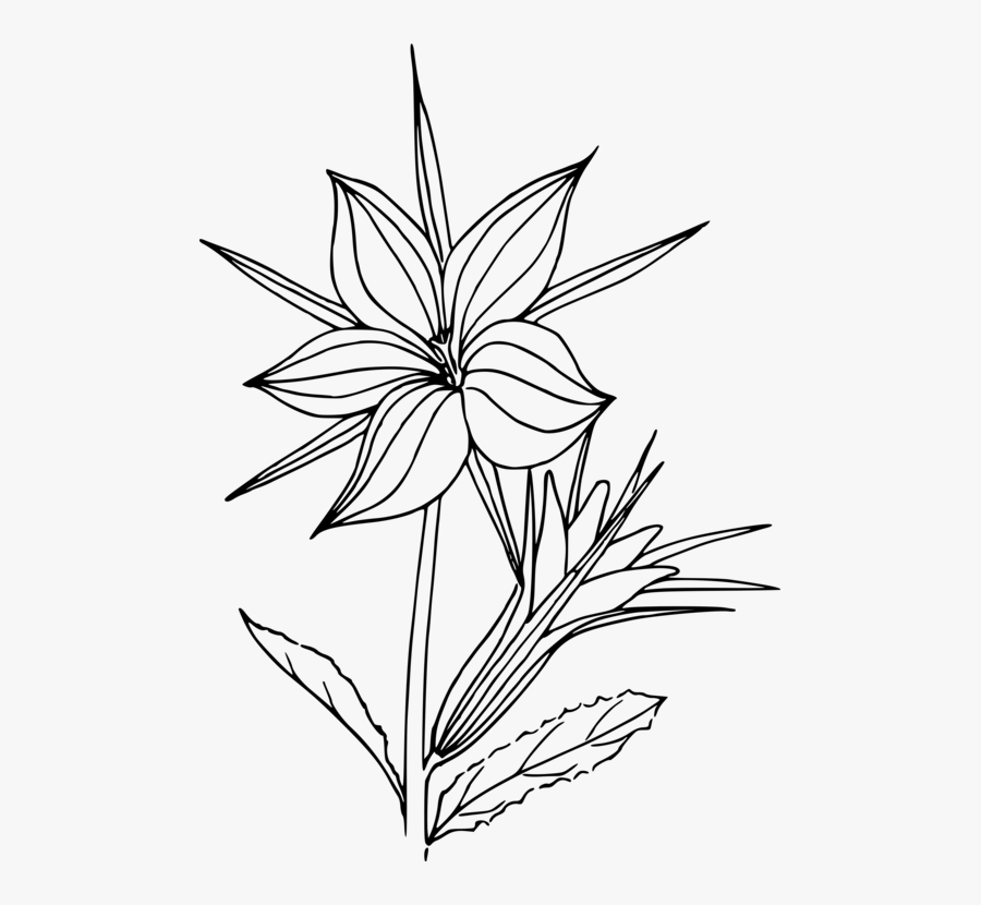 Petal,line Art,plant - Plants Line Art Transparent, Transparent Clipart
