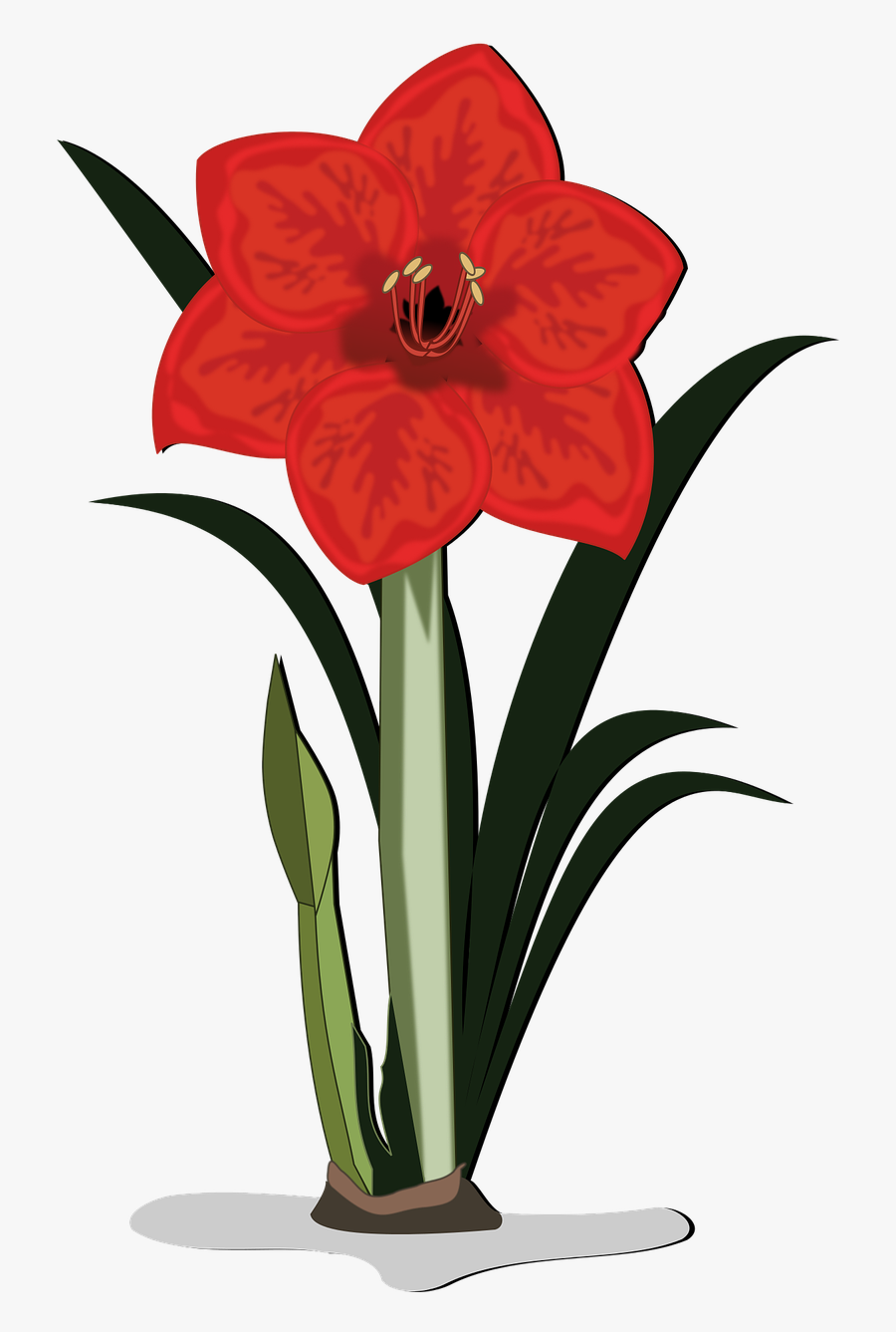Amaryllis Clip Art Flor Free Picture - Amaryllis Clipart, Transparent Clipart