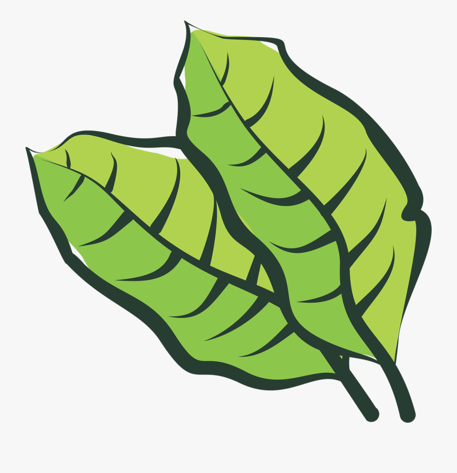 Plants Clipart Plantation - Vector Hoja De Tabaco, Transparent Clipart