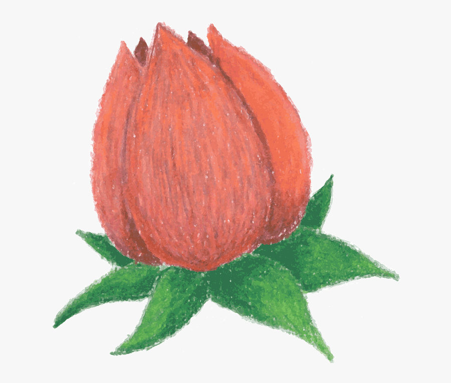 Rosebud - Animated Flower Bud, Transparent Clipart