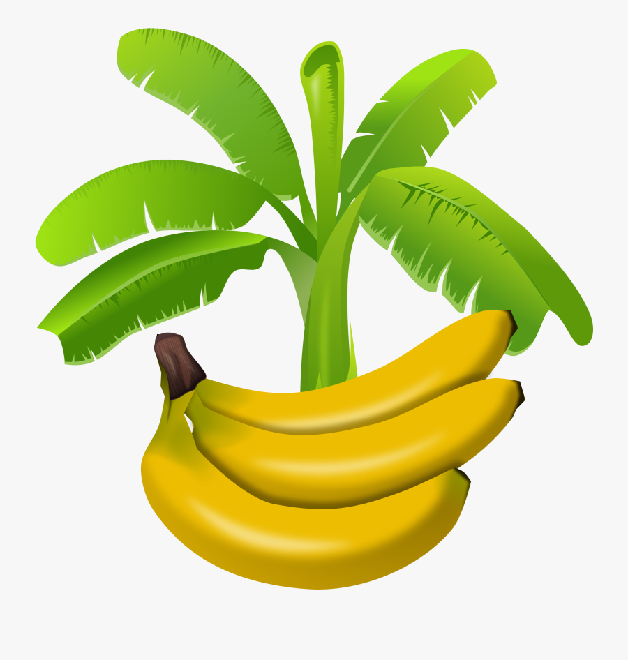 Plant,plant Stem,cooking Plantain - Banana Tree Clipart, Transparent Clipart