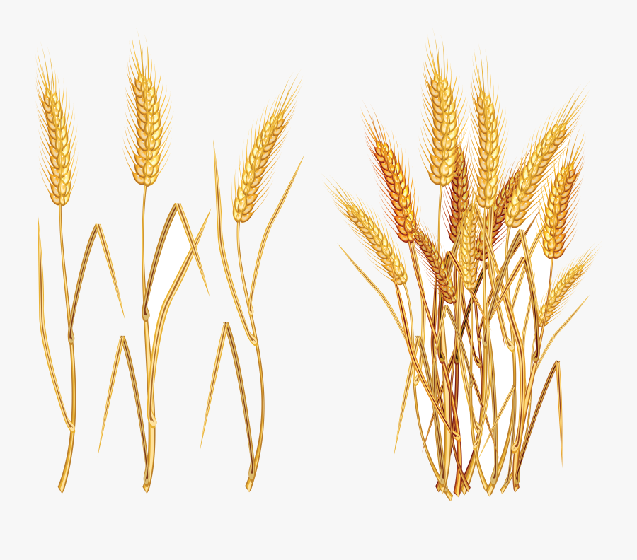 Wheat Vector Plant Transparent Clipart Free Ya Png - Transparent Background Wheat Png, Transparent Clipart