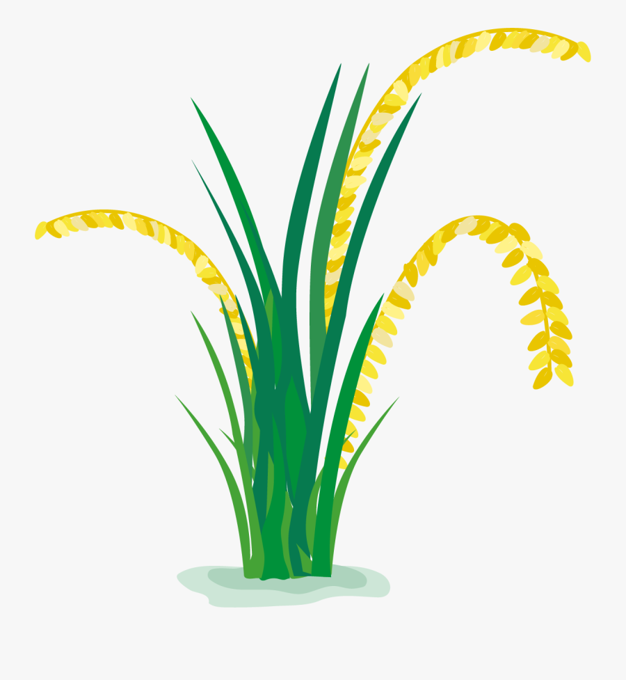 Paddy Plant Png - Rice Plant Clipart Transparent, Transparent Clipart