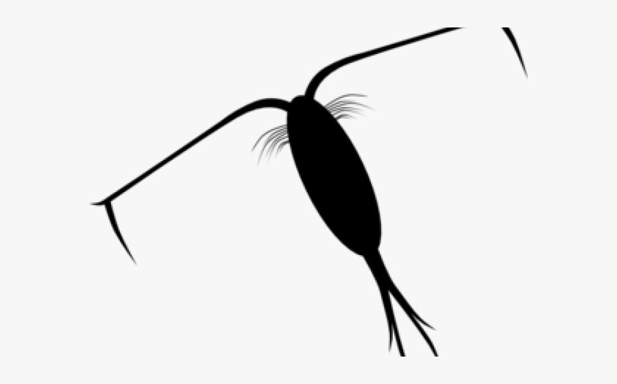 Shrimp Clipart Zooplankton, Transparent Clipart