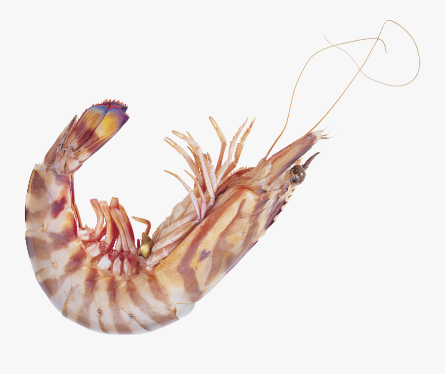 Transparent Shrimp Clipart - Chrimps Png, Transparent Clipart