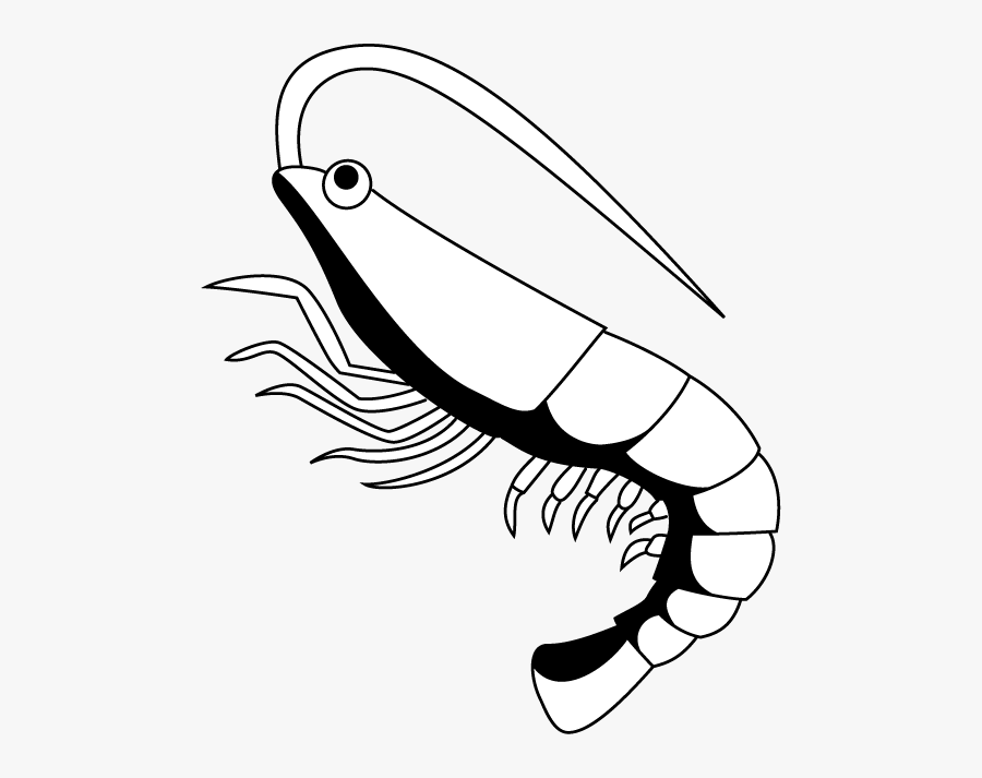 Shrimp Clip Art Related Keywords - Shrimp Clipart Black And White, Transparent Clipart