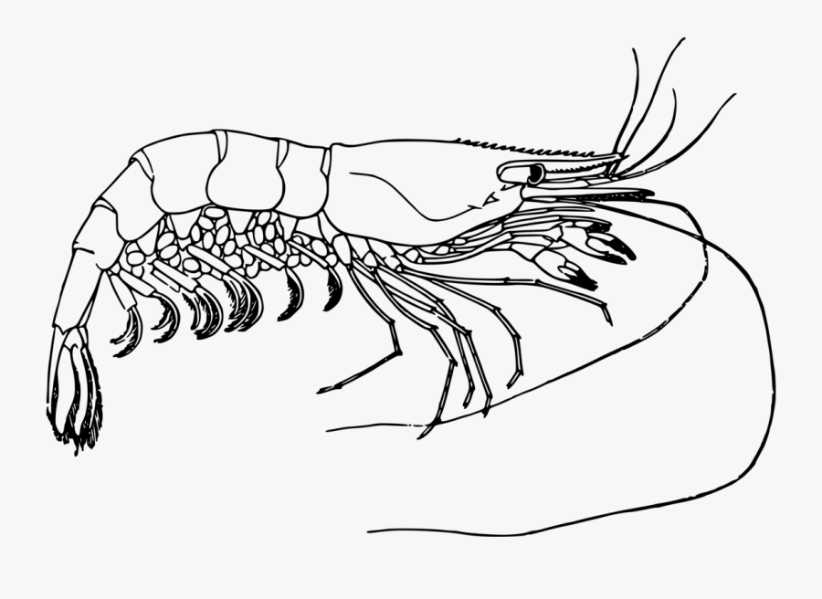 Prawn - Shrimp Black And White Clipart, Transparent Clipart