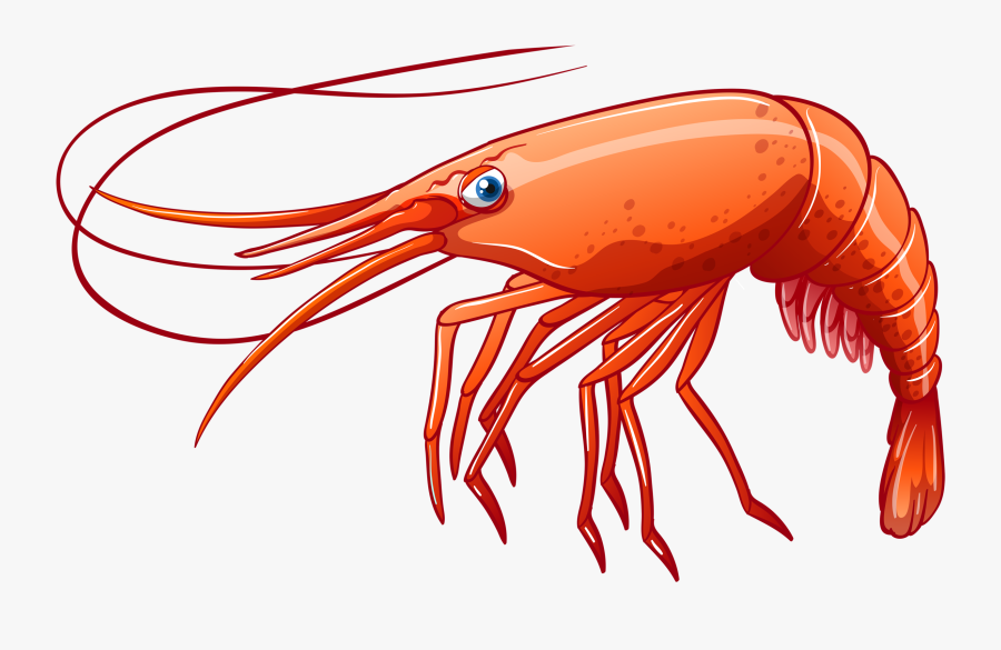 Png Clip Art - Clipart Shrimp, Transparent Clipart
