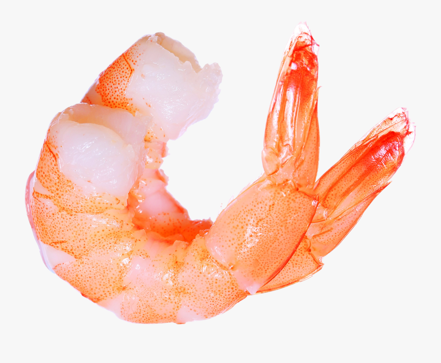 Clip Art Hd Transparent Images Pluspng - Shrimp Png, Transparent Clipart