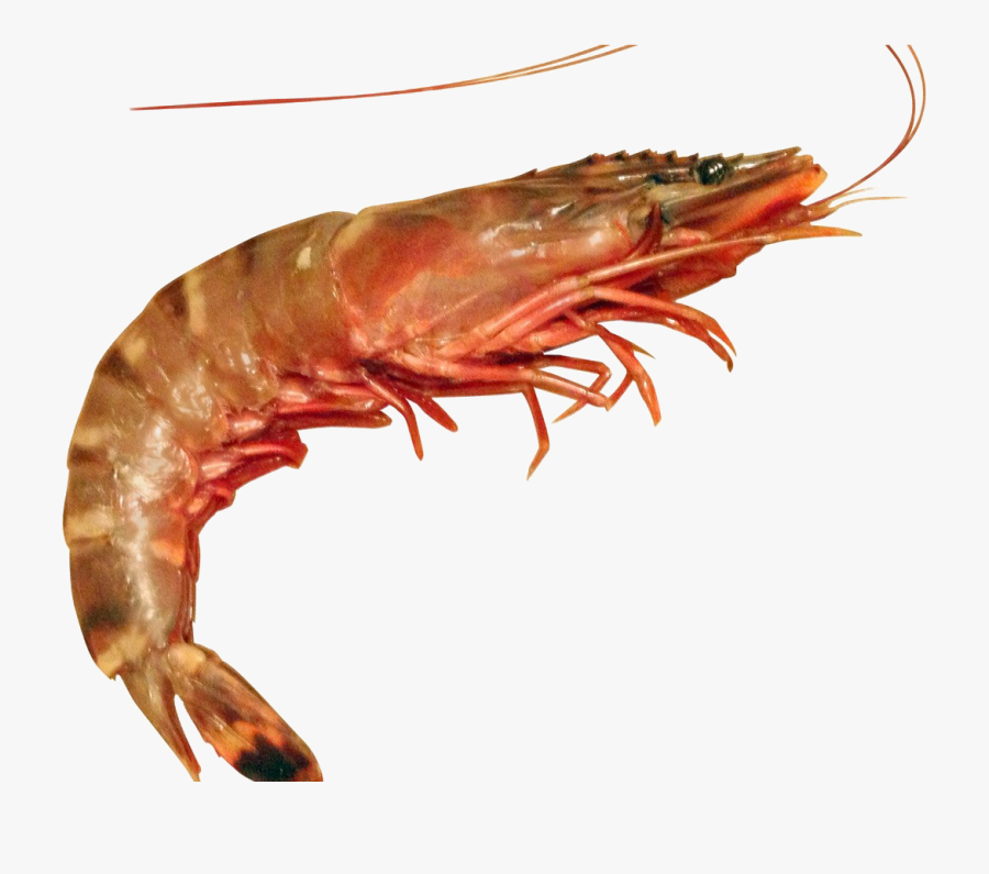 Transparent Cooked Shrimp Clipart - Difference In Shrimp And Prawn, Transparent Clipart