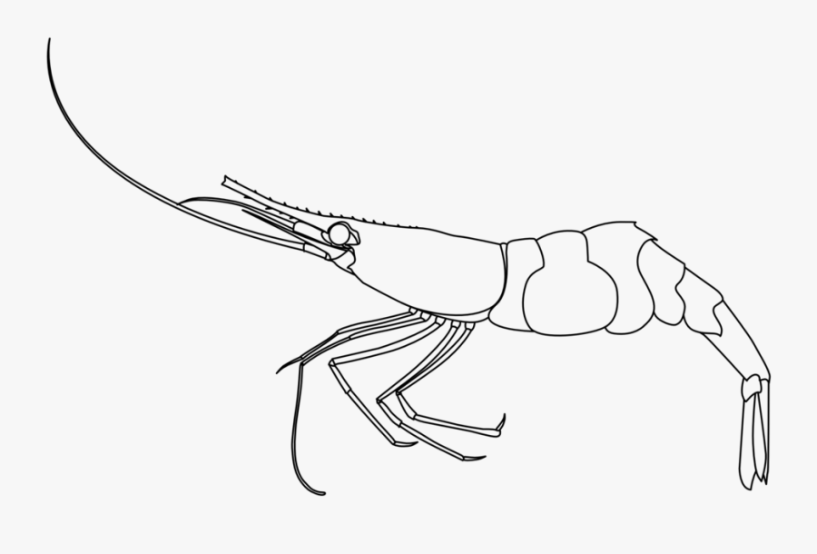 Pandalus Borealis Shrimp - Udang Clipart Black And White, Transparent Clipart