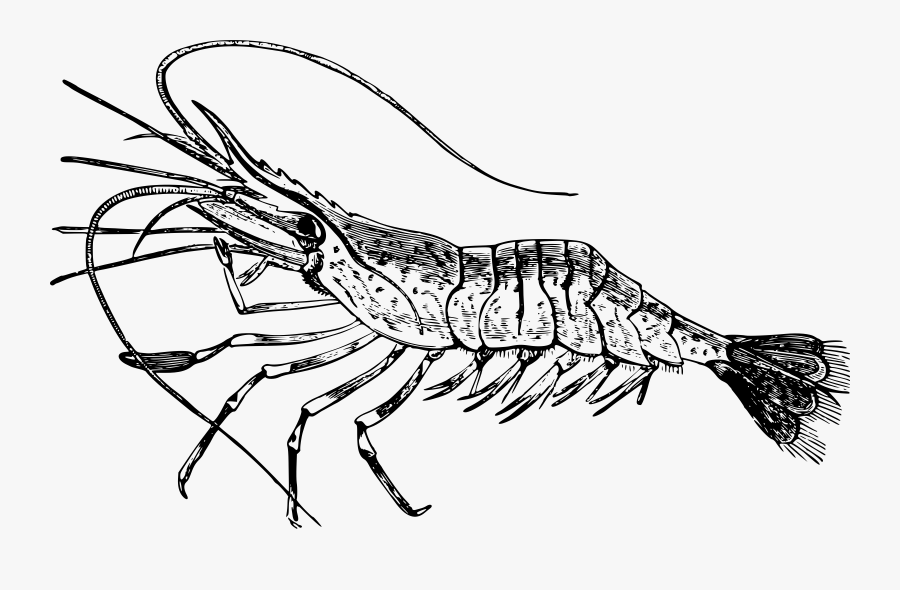 Art,monochrome Photography,carnivoran - Prawn Line Drawing Png, Transparent Clipart