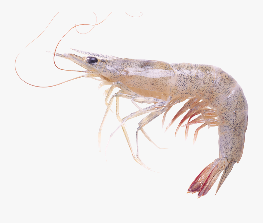 Shrimps Clipart Free Pictures - Live Shrimp Transparent Background, Transparent Clipart