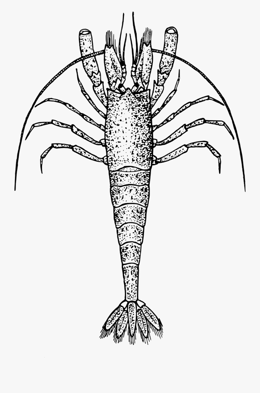 Shrimp - Transparent Zooplankton Png, Transparent Clipart