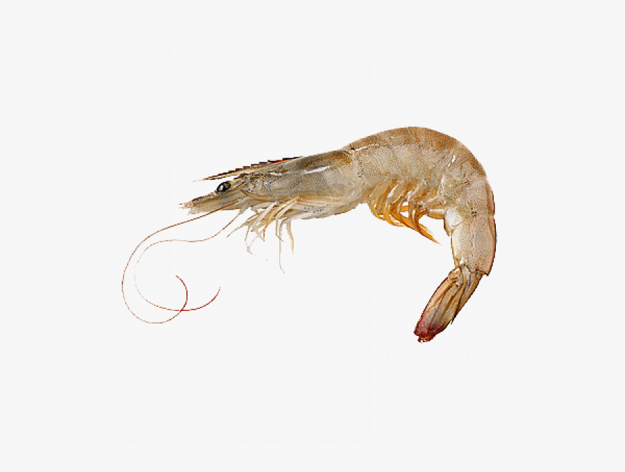 Shrimp Images Png Transparent - Freshwater Shrimp Transparent Background, Transparent Clipart