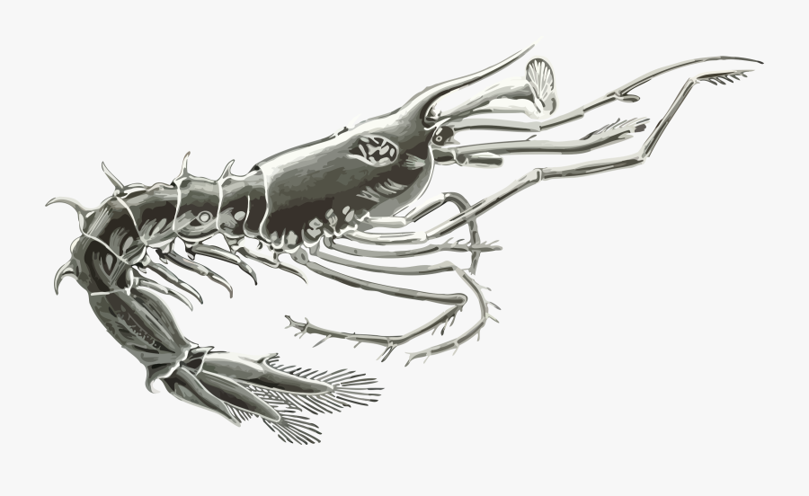 Crustacean, Transparent Clipart