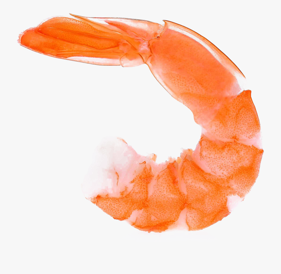 Ocean Shrimp Transparent Image - Shrimp Transparent, Transparent Clipart