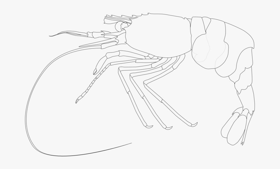 Lebbeus Longidactilus Shrimp - Sketch, Transparent Clipart