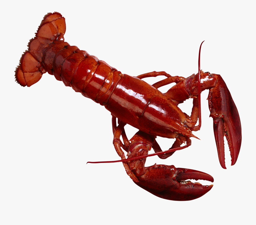 Lobster Clipart Dancing Shrimp - Рак Пнг, Transparent Clipart