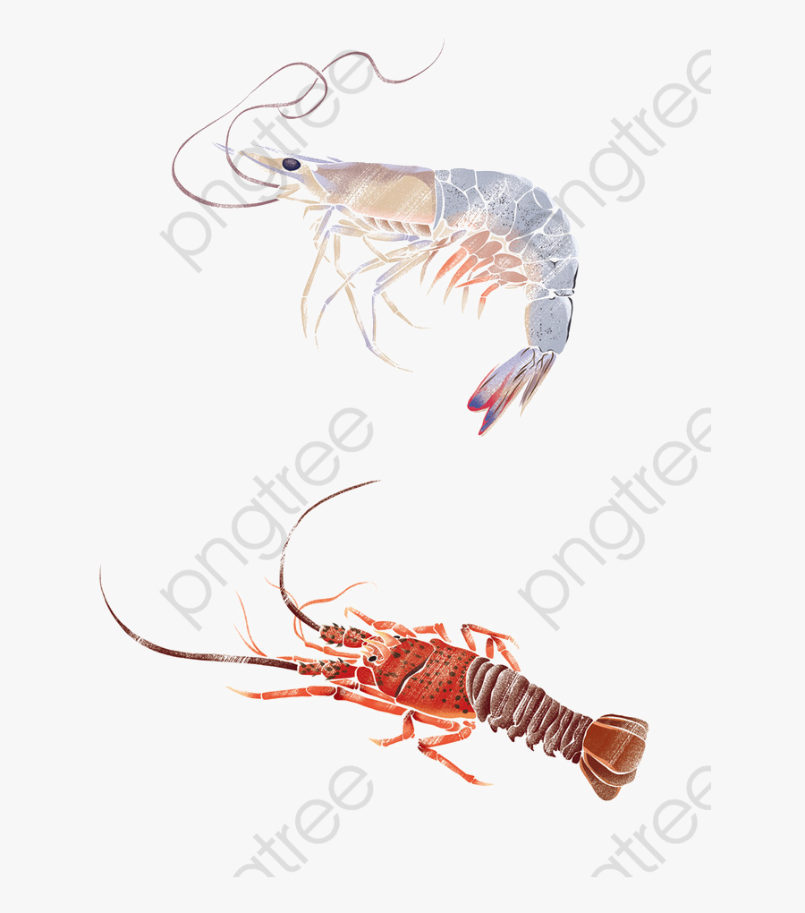 Seafood, Lobster, Nine Shrimp Png Transparent Clipart - Clip Art, Transparent Clipart
