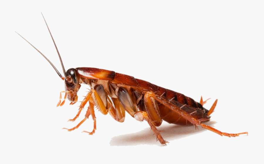 Transparent Shrimp Clipart - Cockroach Png, Transparent Clipart