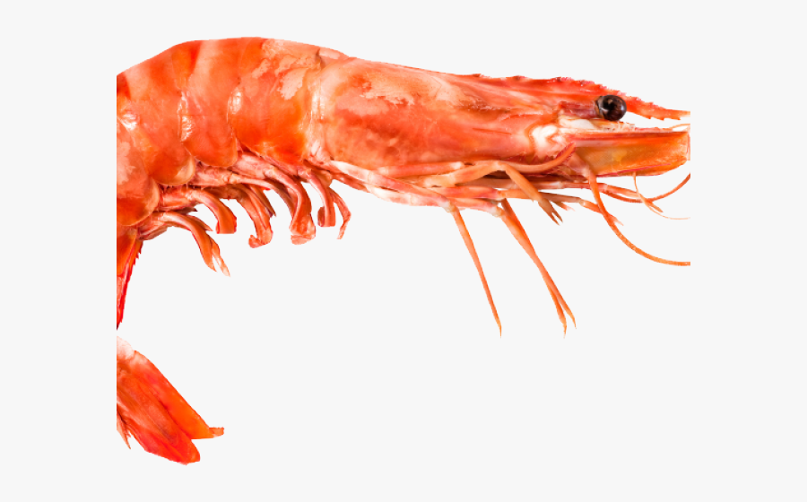 Transparent Shrimp Clipart - Difference In Shrimp And Prawn, Transparent Clipart