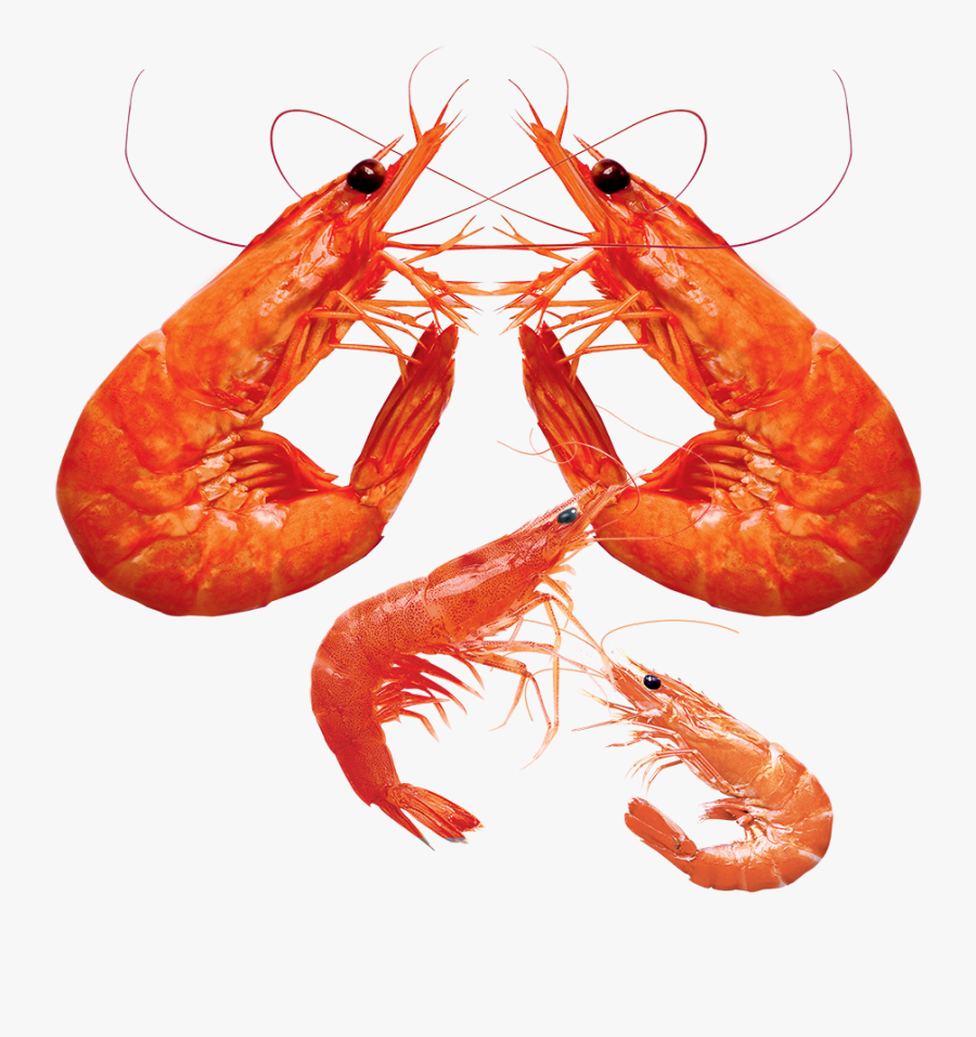 Shrimp Png Pic - Shrimp Png Transparent, Transparent Clipart