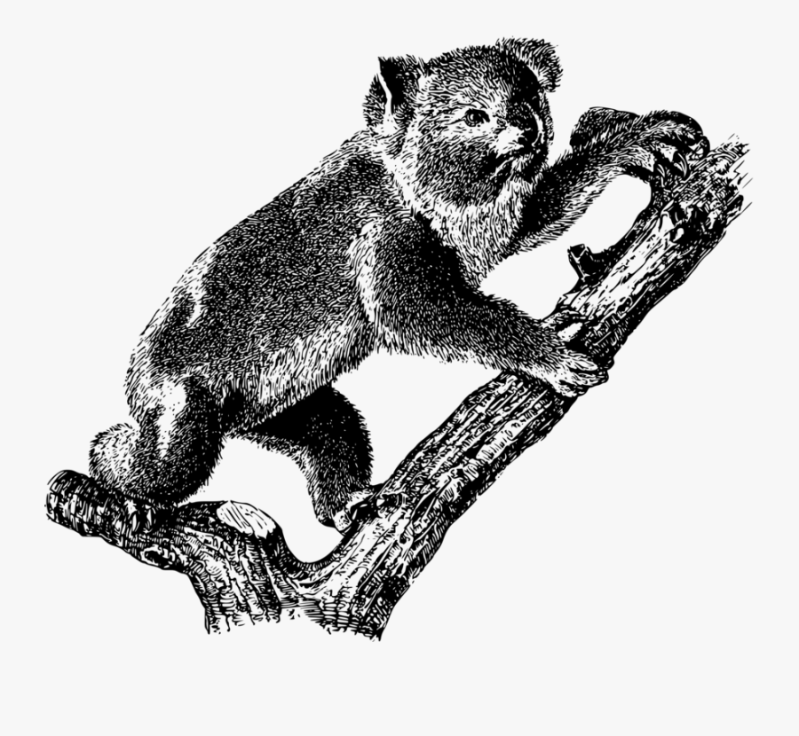 Tree,wildlife,koala - Richard Wolfgang Semon Koala, Transparent Clipart