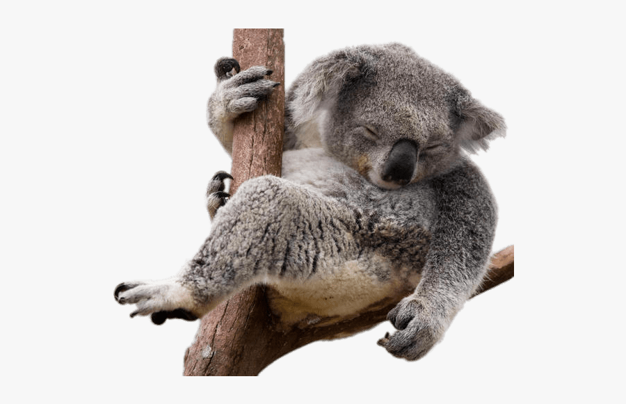 Clip Art Sleeping Koala - Koala Png , Free Transparent Clipart - ClipartKey