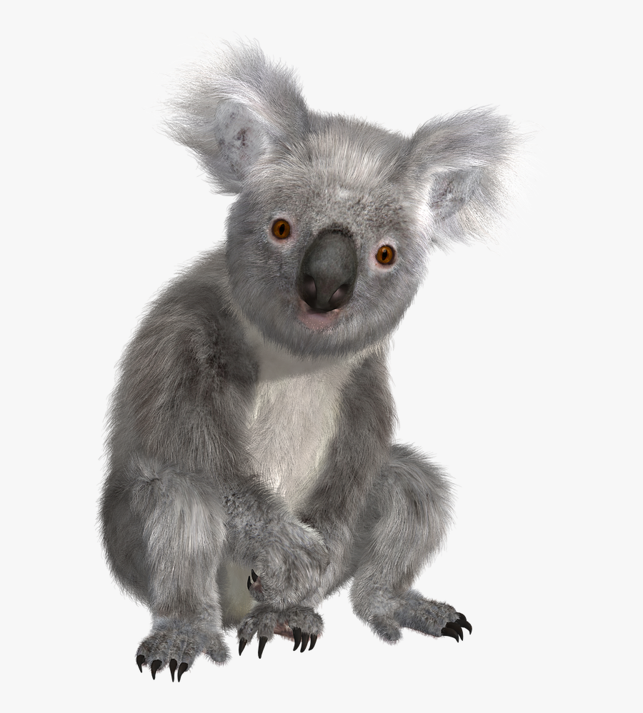 Koala Png Images - Transparent Background Koala Bear Png, Transparent Clipart