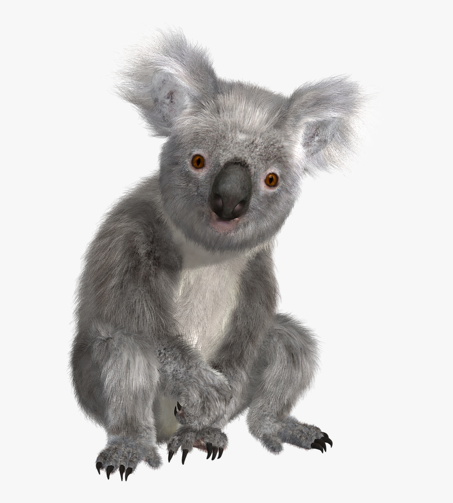 Koala Png Images - Transparent Background Koala Bear Png , Free