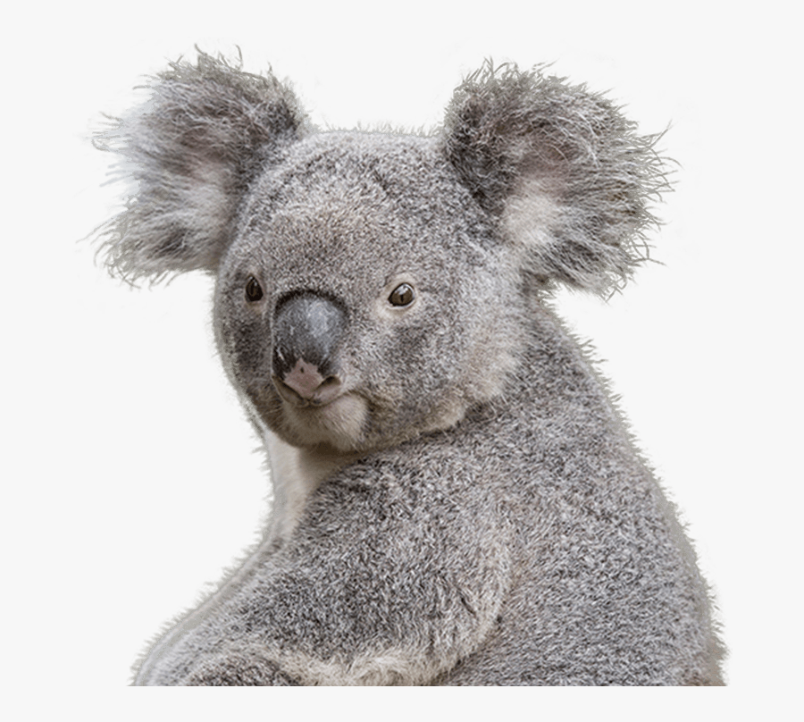 Clip Art Koala Bear Sleep - Koala Png, Transparent Clipart