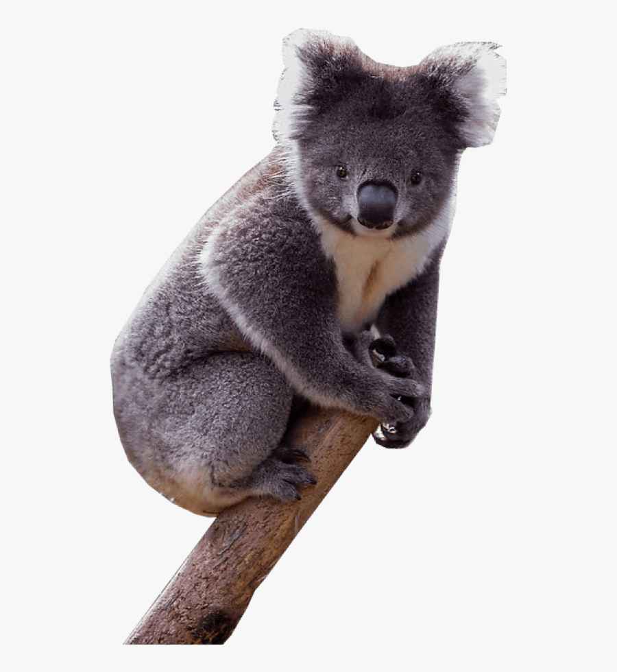 Download Koala Png Transparent Images Transparent Backgrounds - Transparent Background Koala Png Transparent, Transparent Clipart
