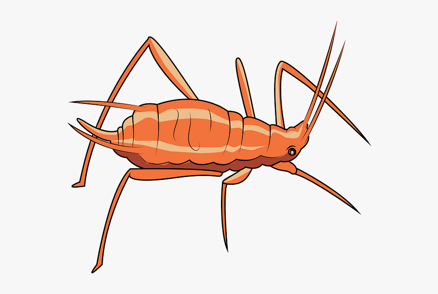 Silverfish, Transparent Clipart