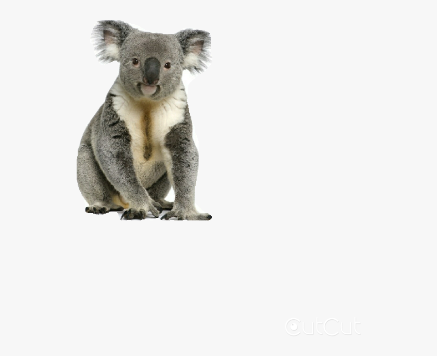 Koala With Transparent Background - Koala Transparent Background, Transparent Clipart