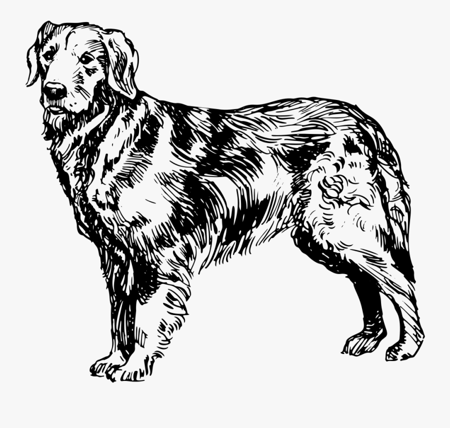 Companion Dog,paw,carnivoran - Golden Retriever Art Png, Transparent Clipart