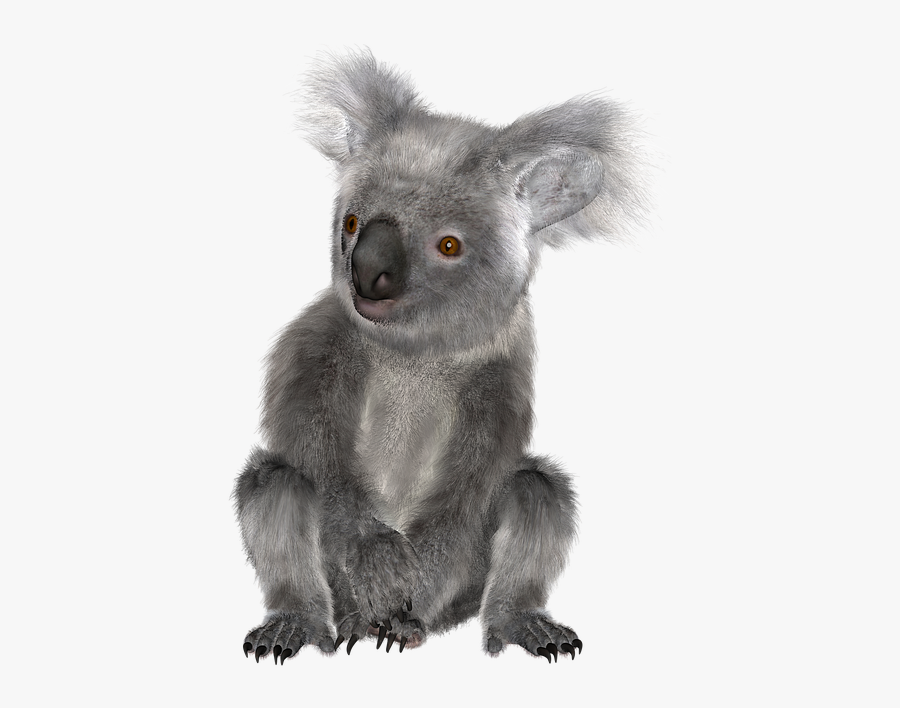 Download Koala Png Transparent Images Transparent Backgrounds - Baby Koala Transparent Background, Transparent Clipart