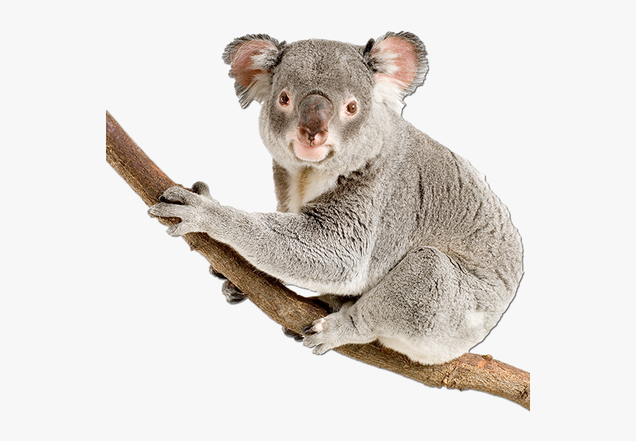 Koala Transparent, Transparent Clipart