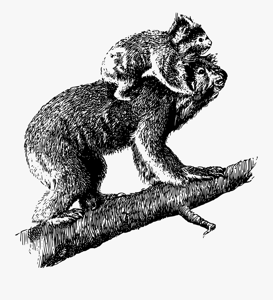 Koala, Transparent Clipart