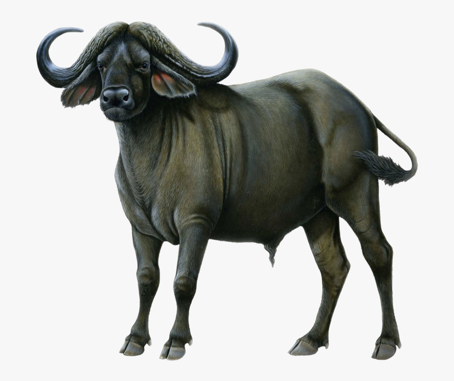 Free Png Download Buffalo Drawing Png Images Background - African Buffalo White Background, Transparent Clipart