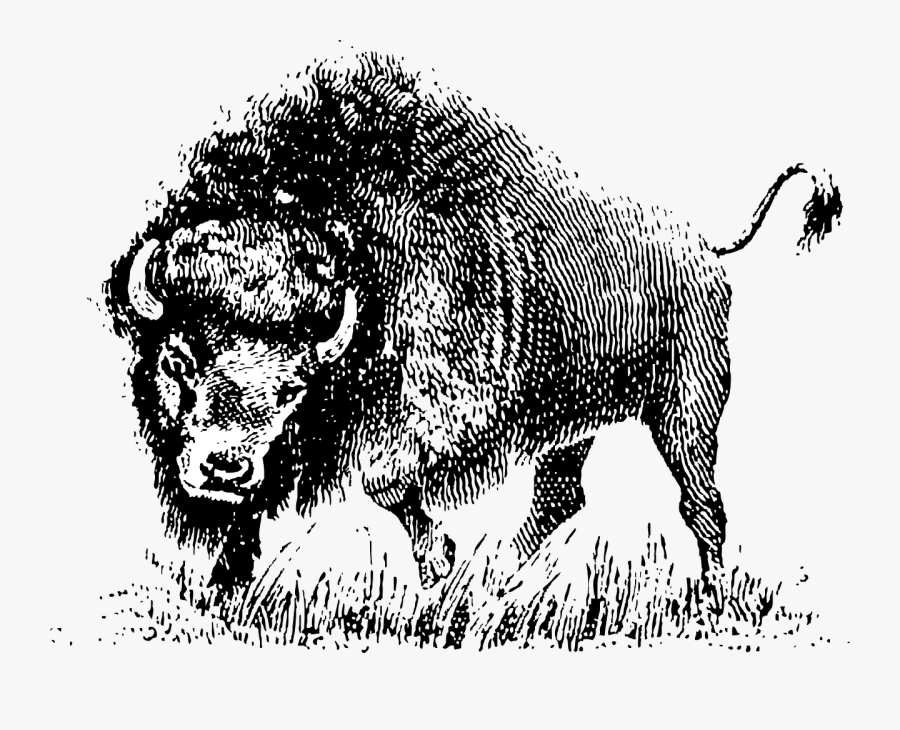 Buffalo - Vector Black And White Buffalo, Transparent Clipart